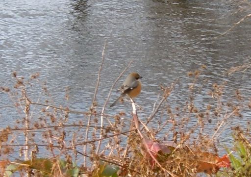 bird01_512.jpg